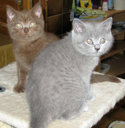 IMG_0015.jpg - Daphne und Dolly
