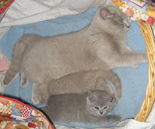 IMG_0018.JPG - Chrissie und Chico zusammen mit unser einjährigen Katze