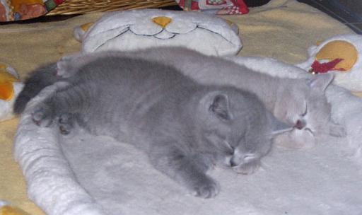 IMG_0022.JPG - erschöpft vom Herumtollen