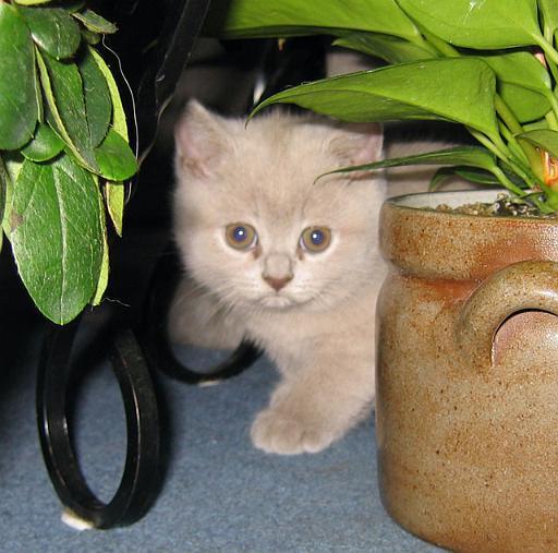 IMG_3436.jpg - ... und hier im Wohnzimmer