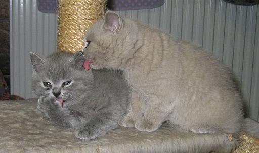 IMG_3441.jpg - gegenseitige Körperpflege