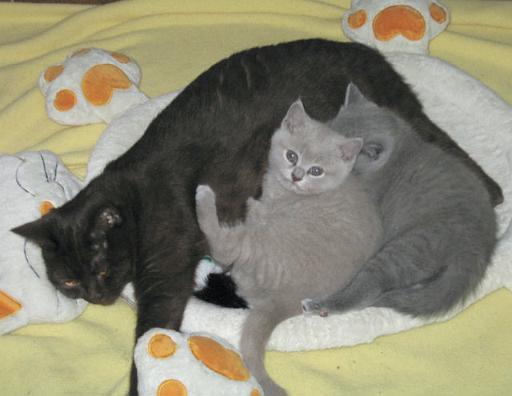 IMG_3453.jpg - sicher zurück bei der Mutter