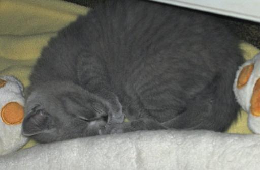 IMG_3456.jpg - Chico im Tiefschlaf
